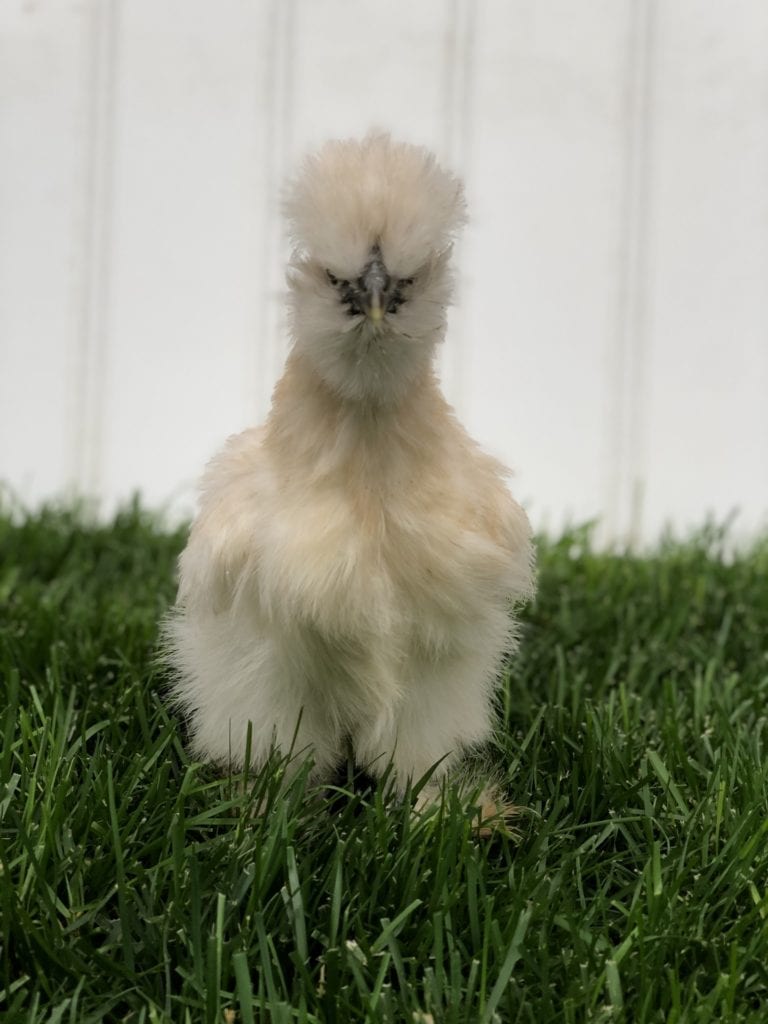 White Silkie Chicken